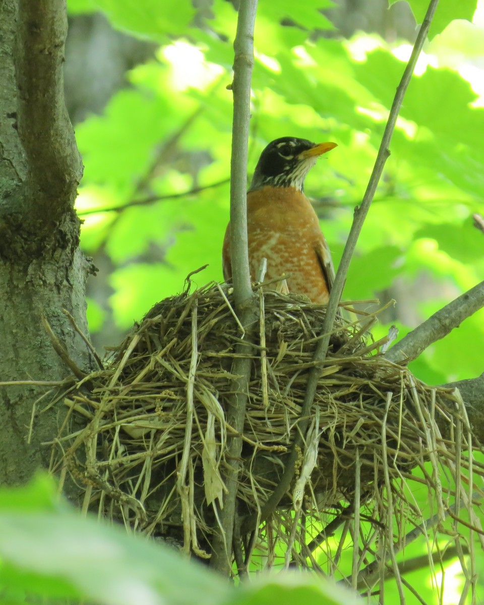 American Robin - ML573025351