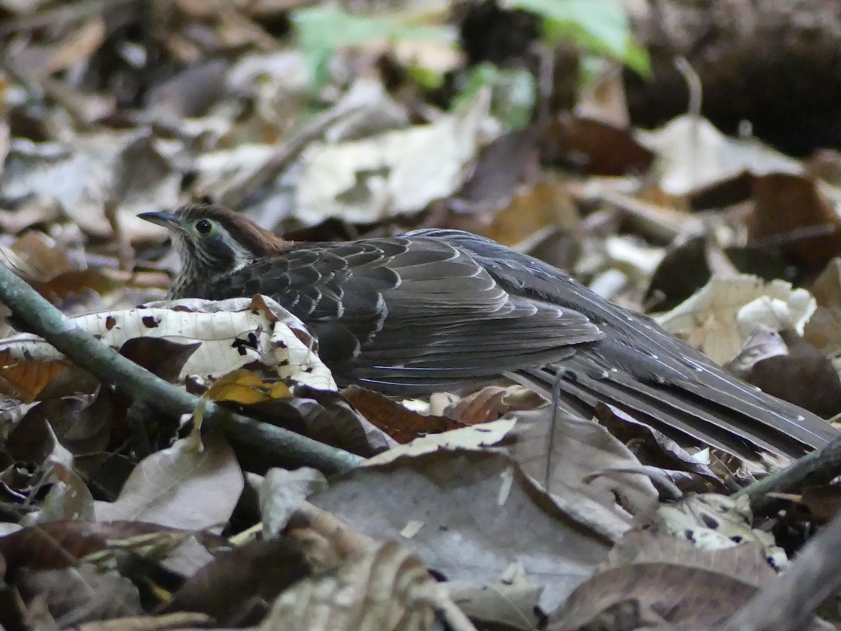 Pheasant Cuckoo - ML57302541