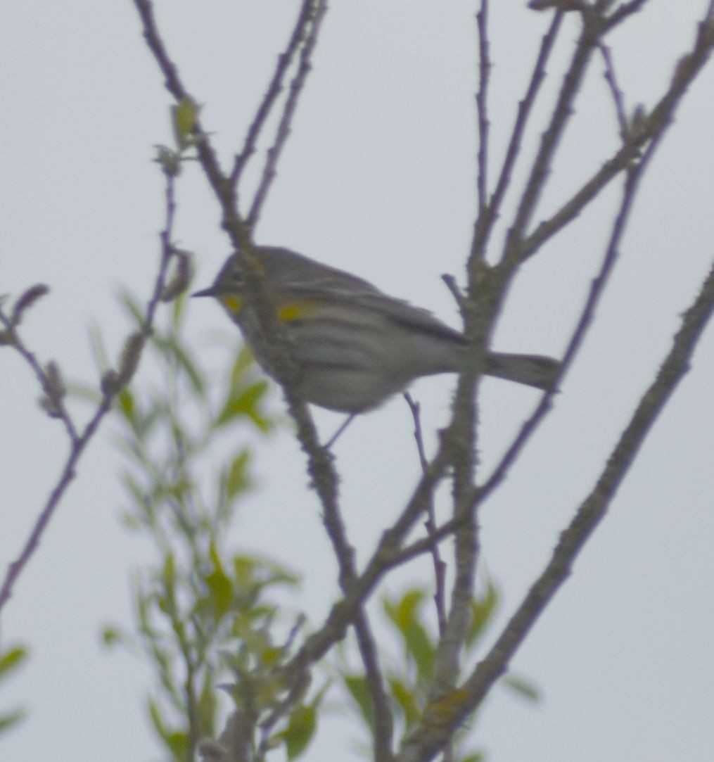 Yellow-rumped Warbler (Audubon's) - Sally Anderson