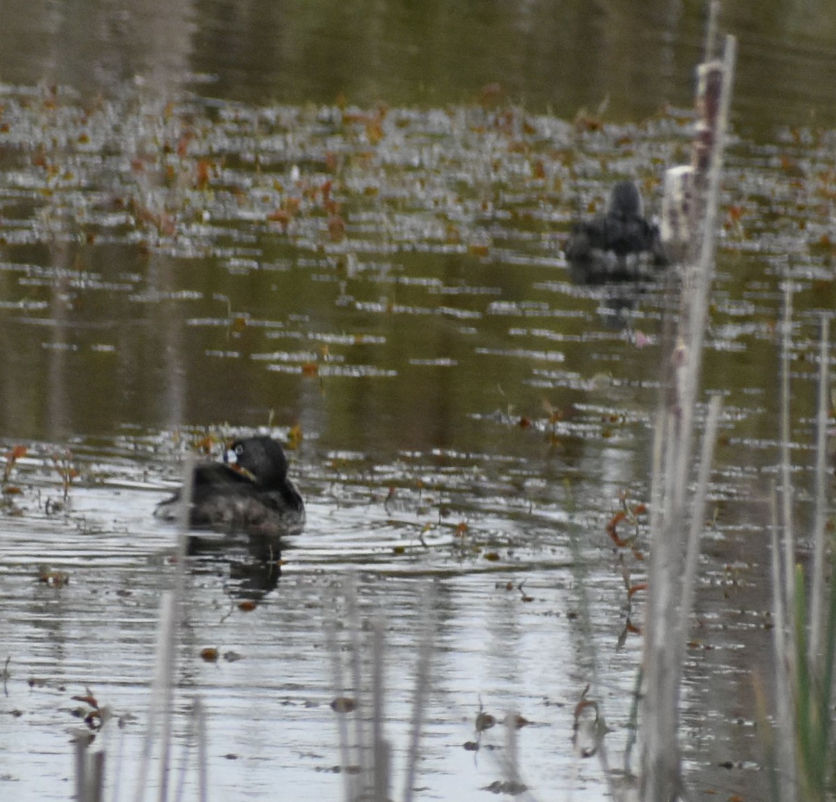 Pied-billed Grebe - Sally Anderson