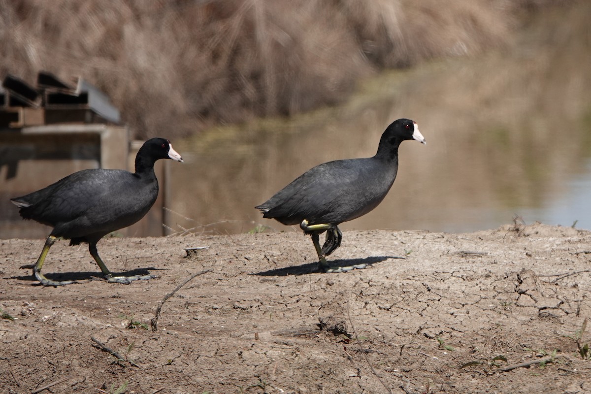 American Coot - Meredith Lusk