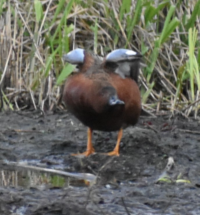 Cinnamon Teal - Sally Anderson