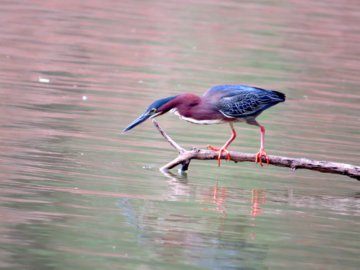 Green Heron - ML573026031