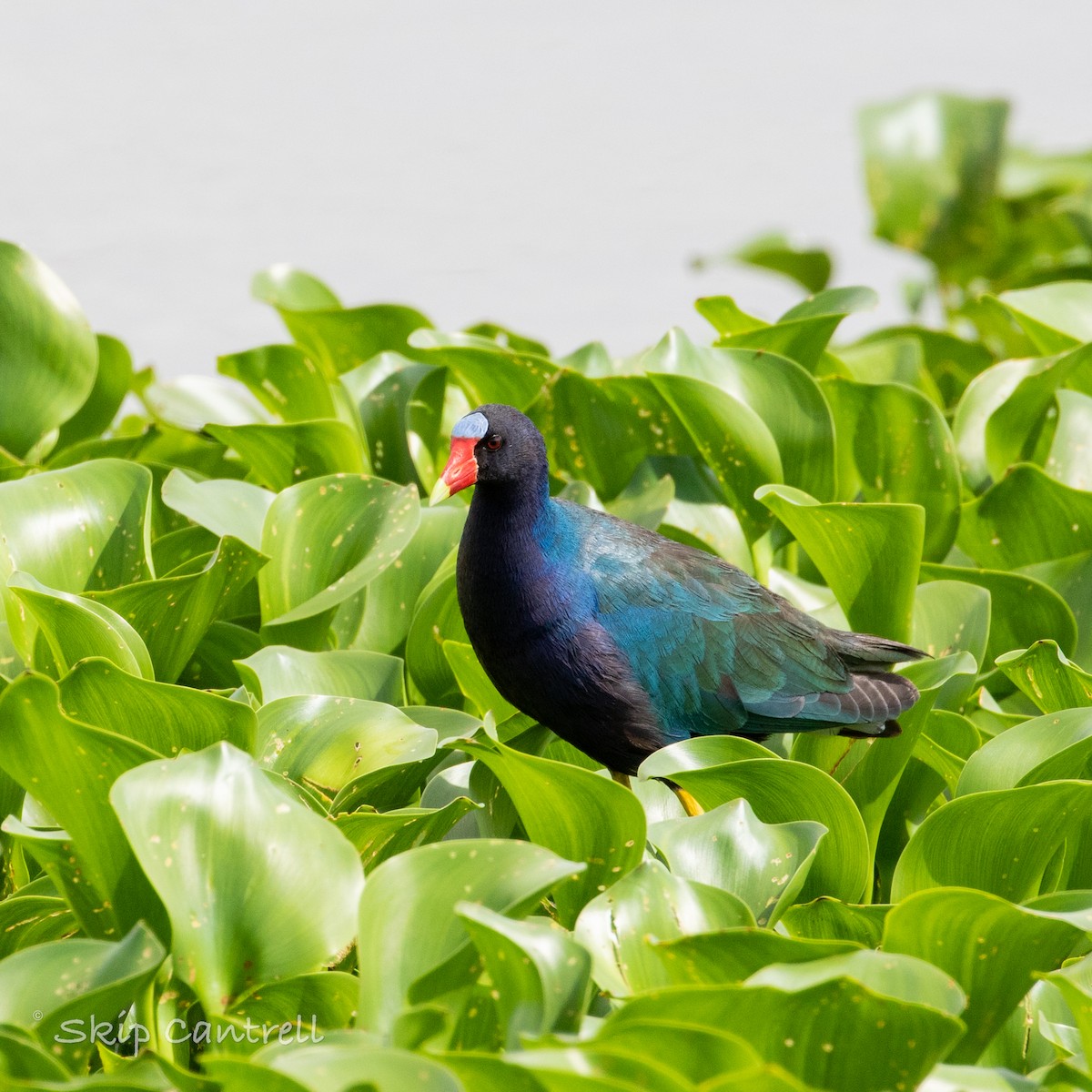 Purple Gallinule - ML573026081