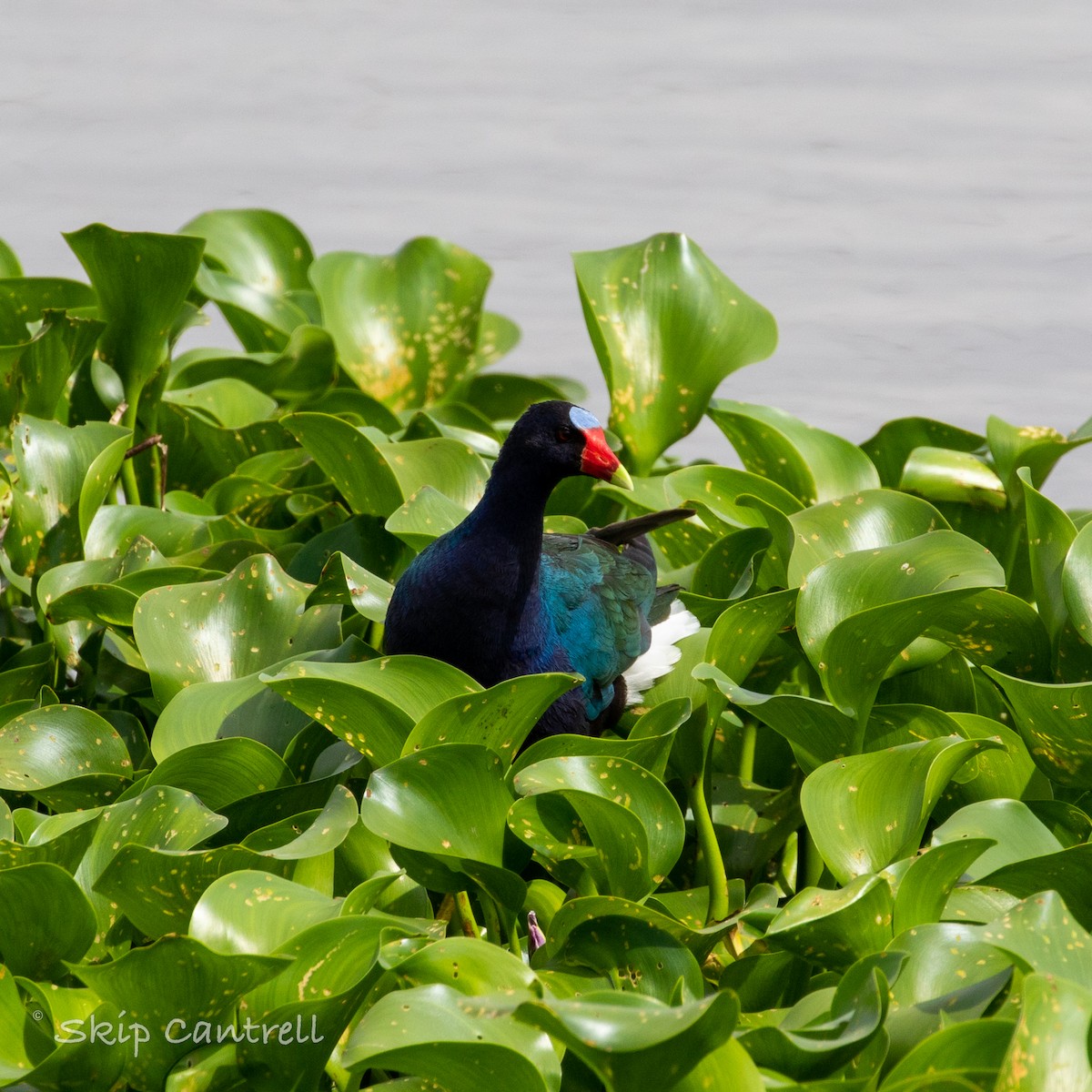 Purple Gallinule - Skip Cantrell