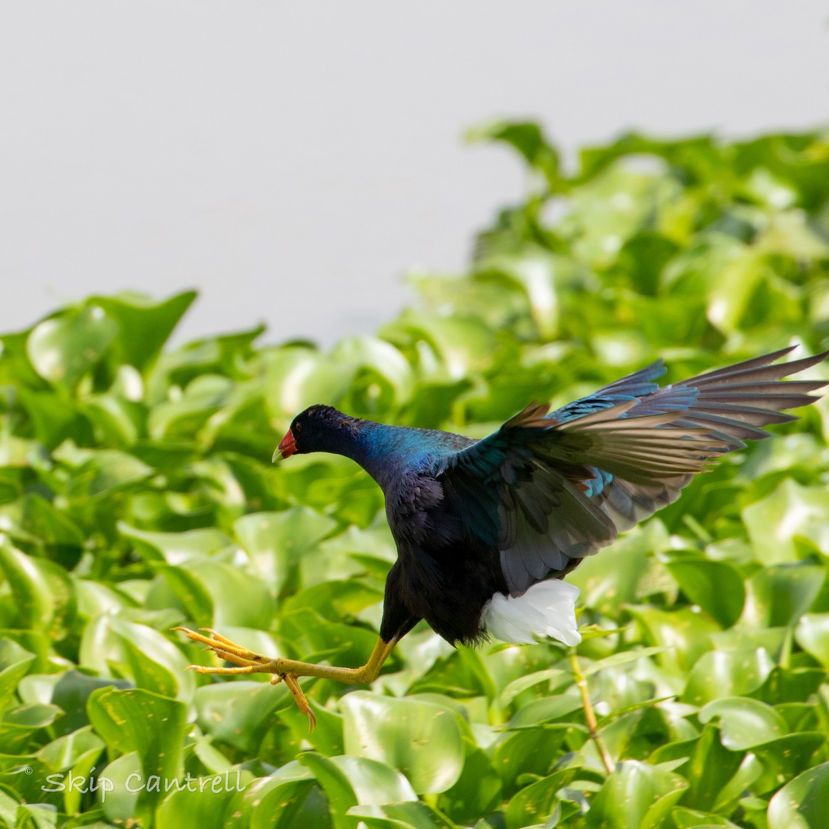 Purple Gallinule - ML573026101