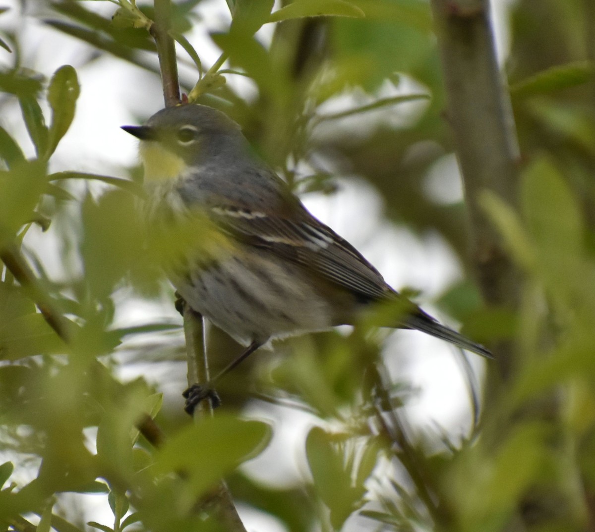 Kronenwaldsänger (Audubonwaldsänger) - ML573026361