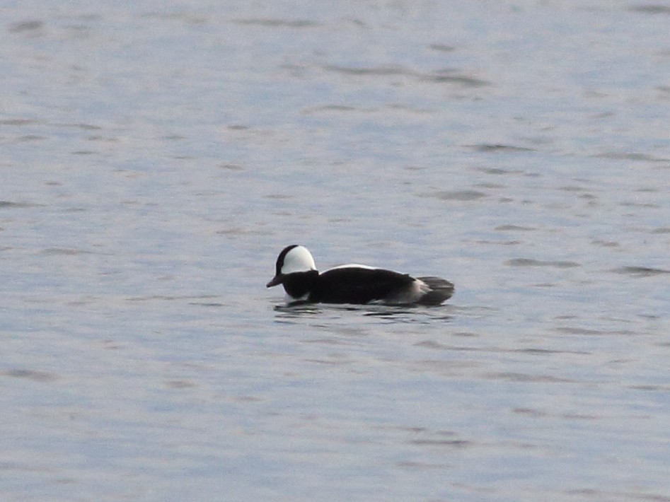 Bufflehead - ML573027121