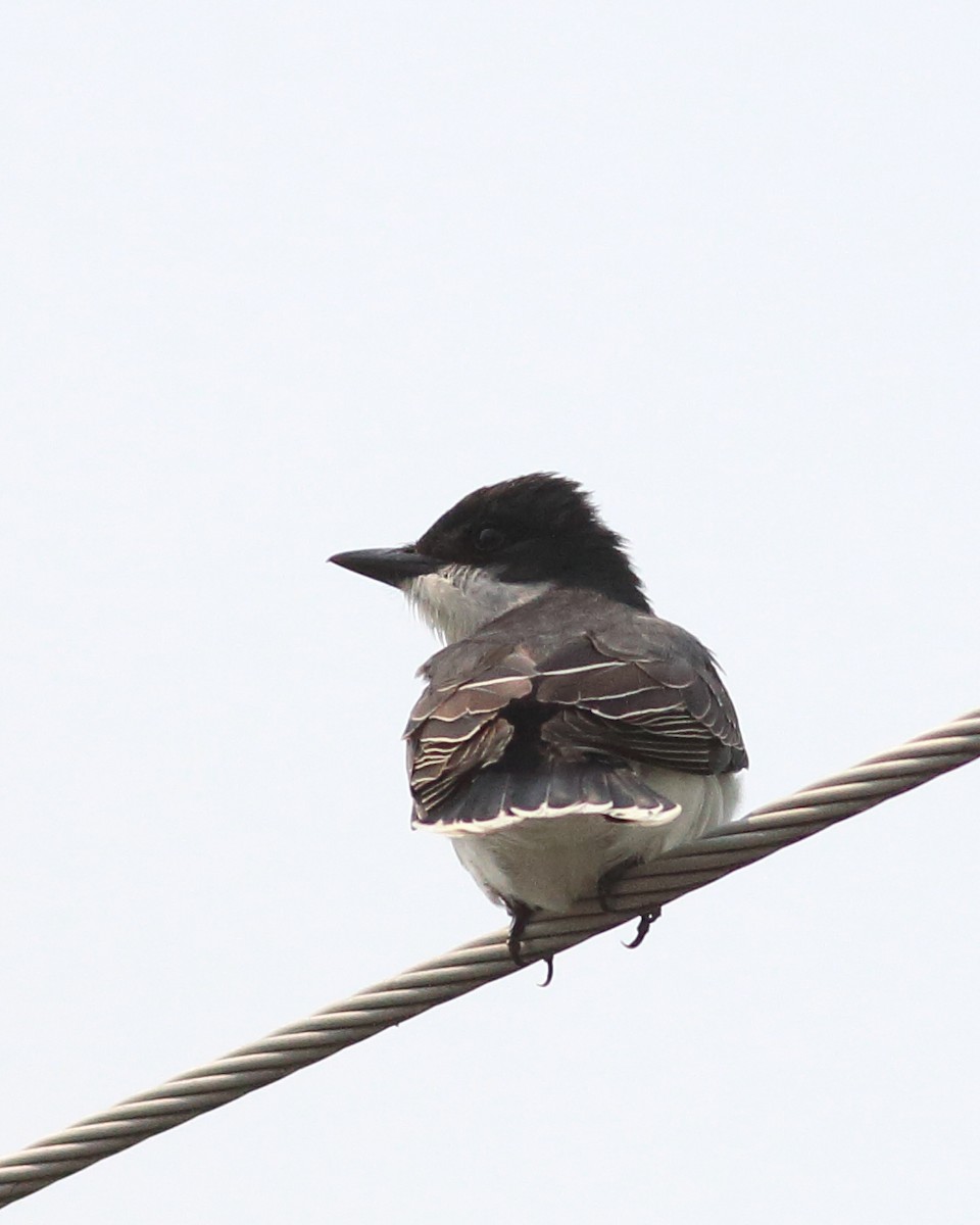 Eastern Kingbird - ML573027251