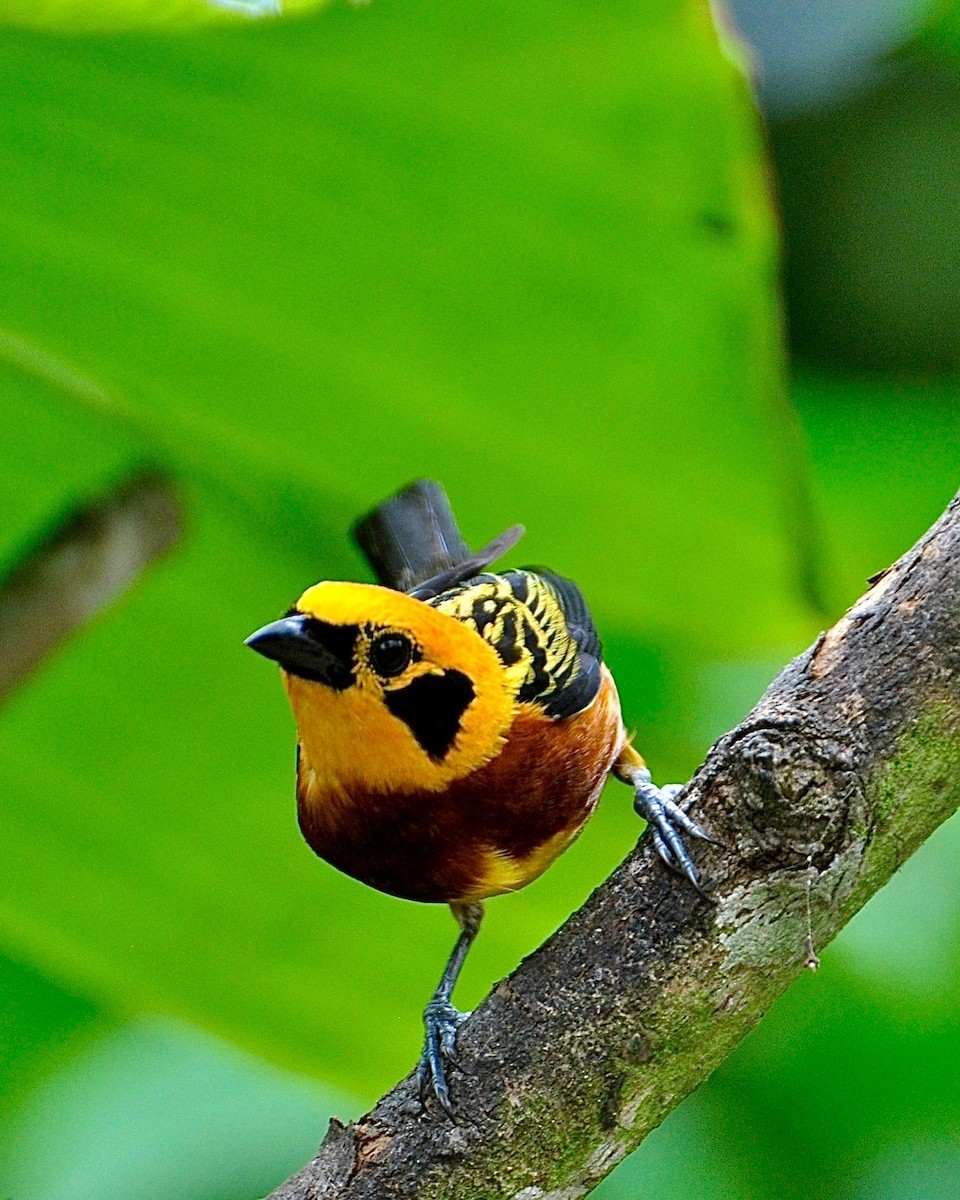 Golden Tanager - ML573027261