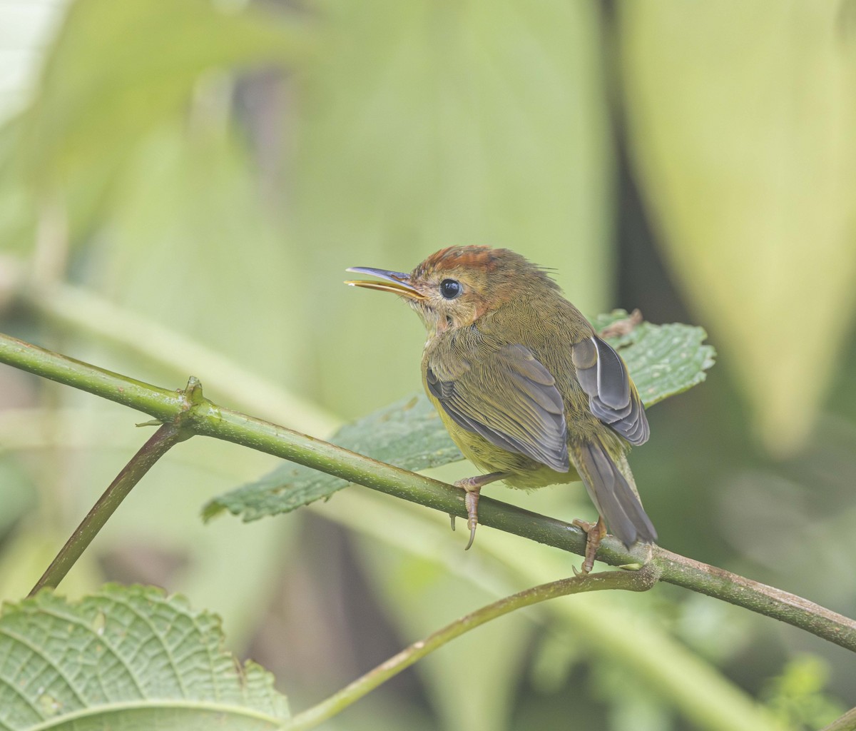 Rufous-headed Tailorbird - ML573027671