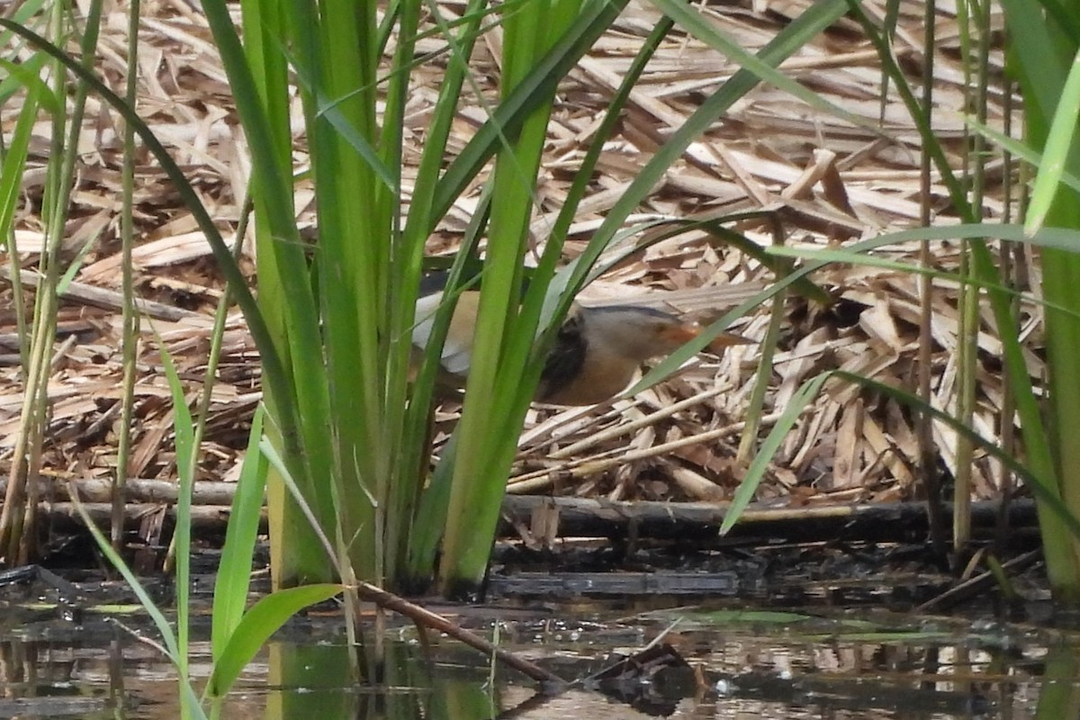 Amiltxori txiki eurasiarra - ML573028521