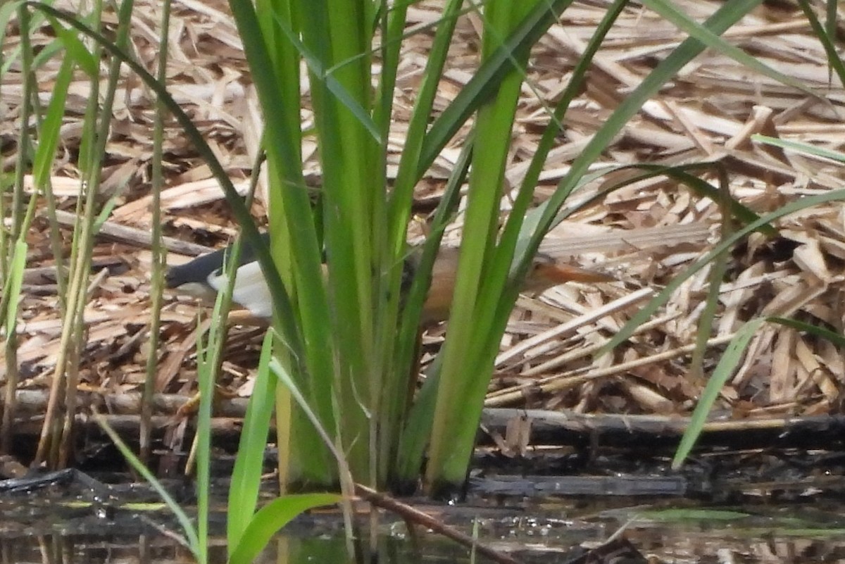 Amiltxori txiki eurasiarra - ML573028531