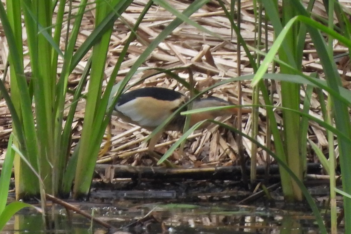 Amiltxori txiki eurasiarra - ML573028541