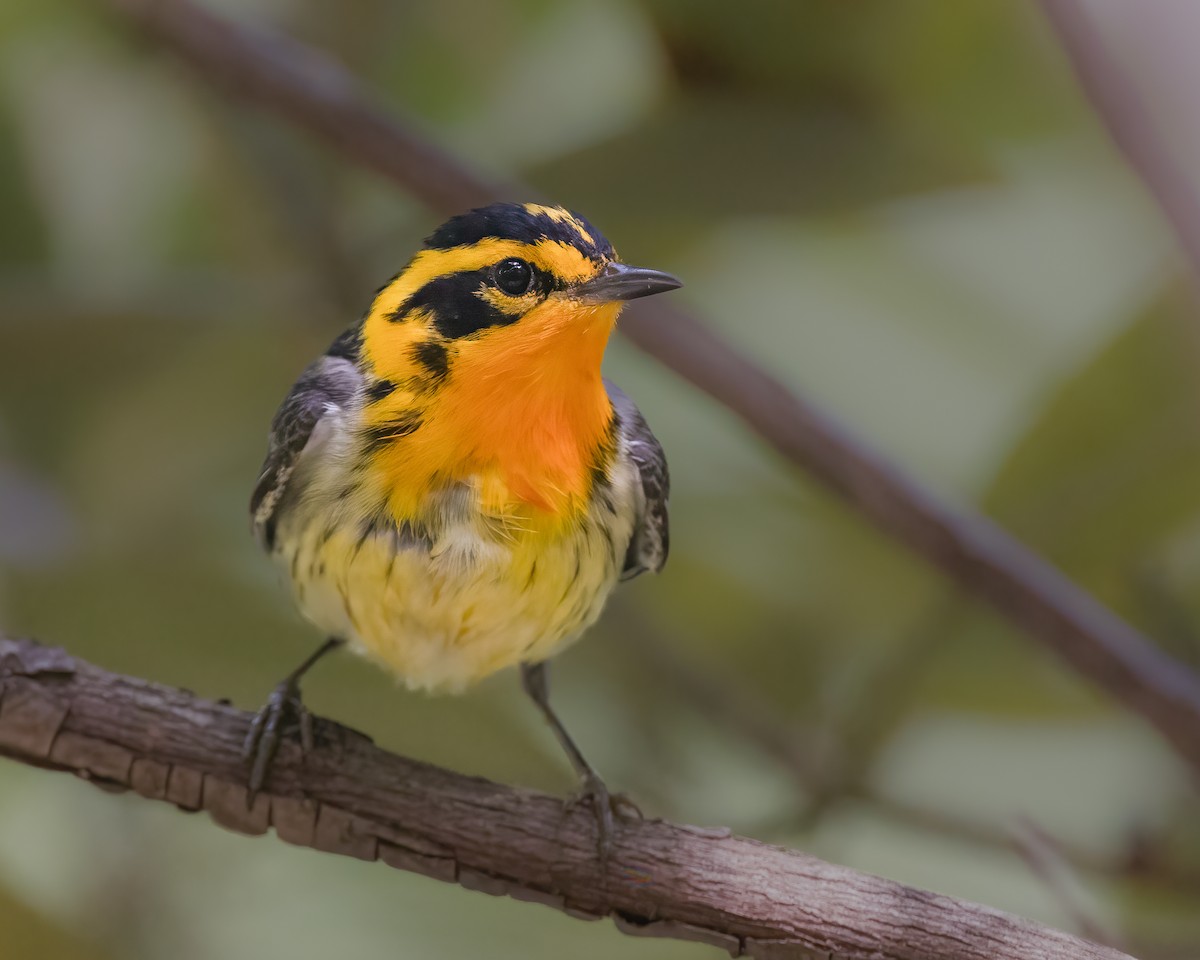 Blackburnian Warbler - ML573029051
