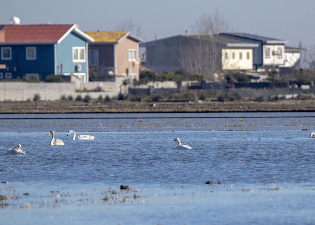 Tundra Swan (Bewick's) - ML573030291