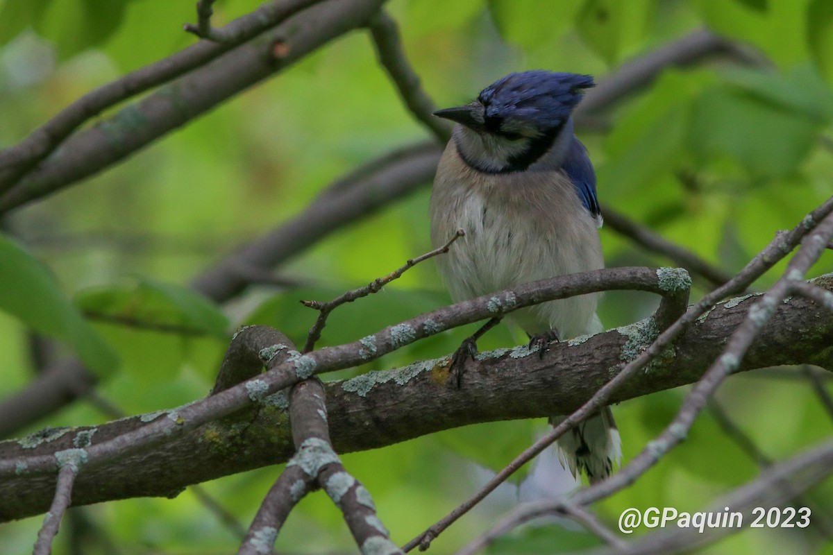 Blue Jay - Guy Paquin