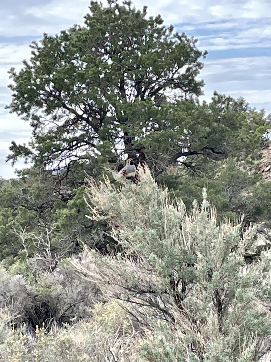 Gambel's Quail - ML573030661