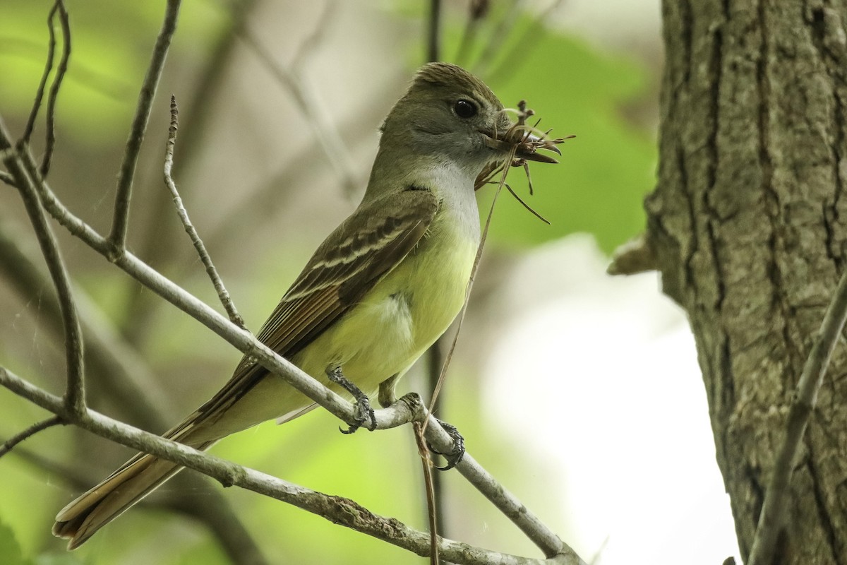 Great Crested Flycatcher - ML573031251