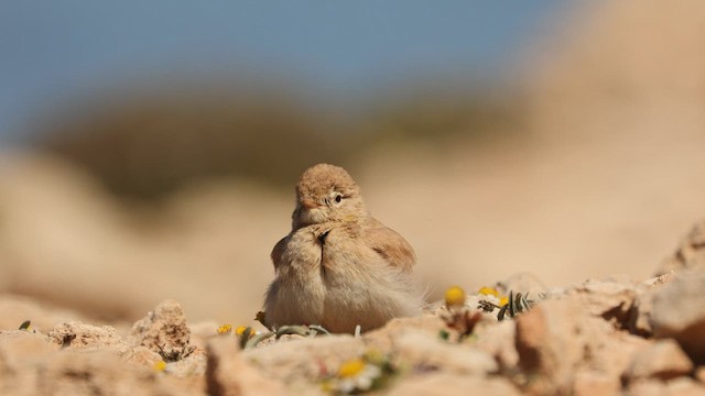 Bar-tailed Lark - ML573031531