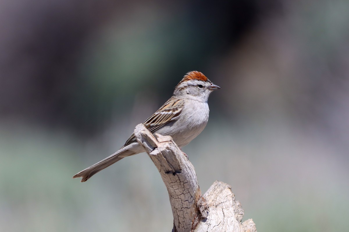 Chipping Sparrow - ML573032211