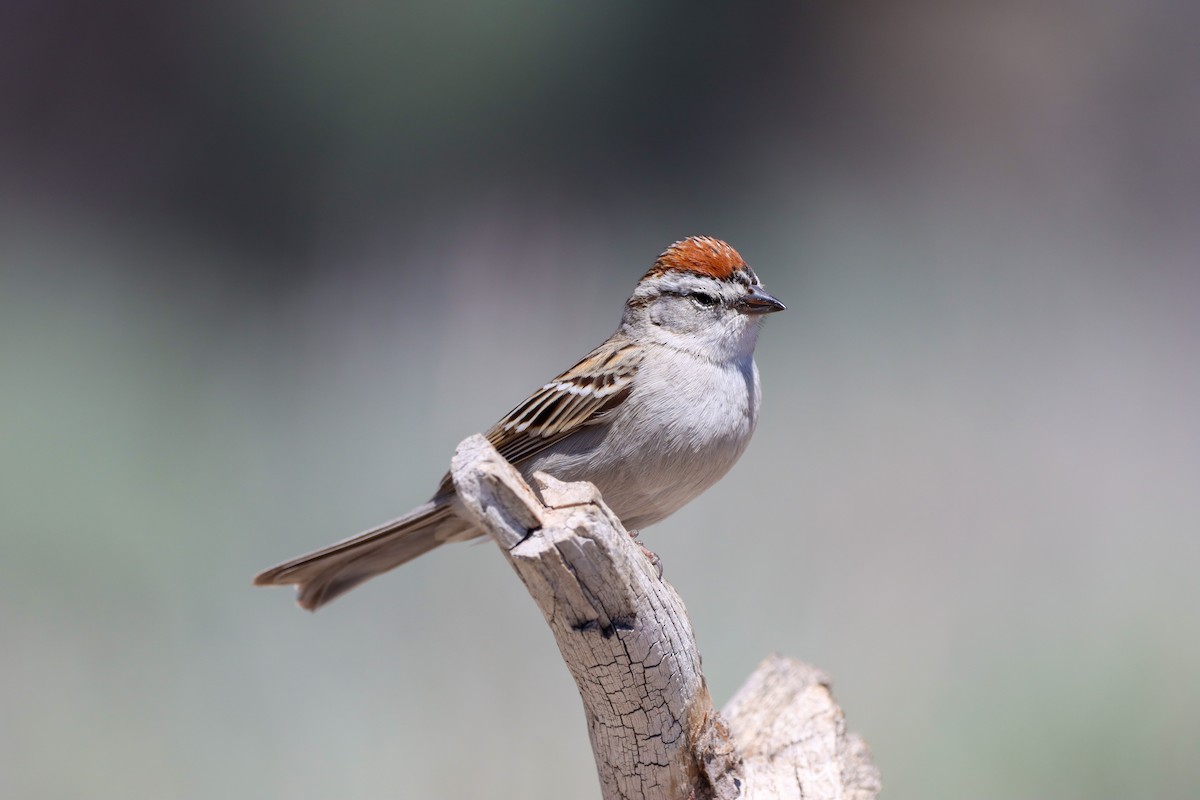 Chipping Sparrow - ML573032221