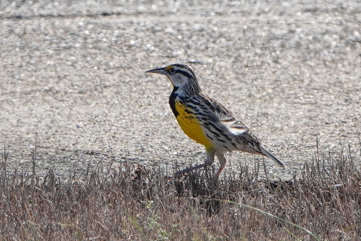 Eastern Meadowlark - Meredith Lusk