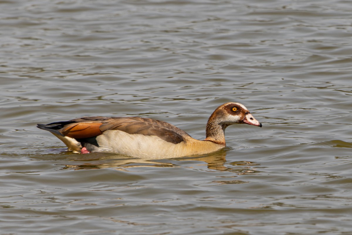 Egyptian Goose - Sura A