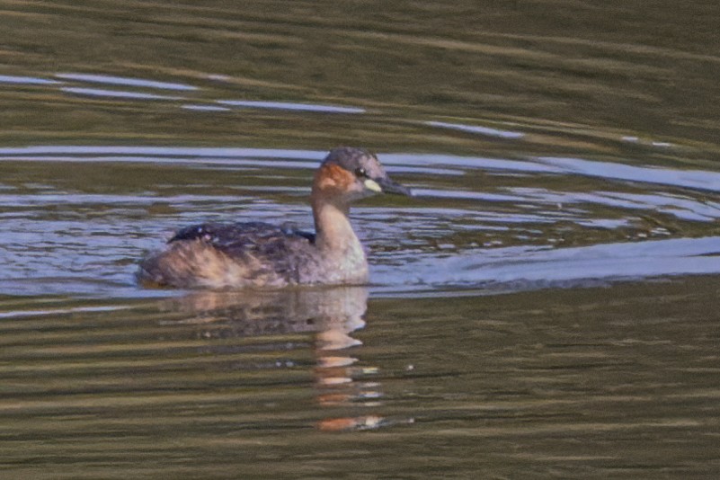 Little Grebe - ML573032351