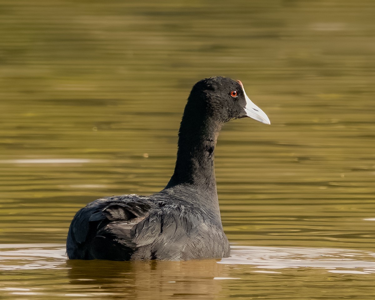 Red-knobbed Coot - Sura A