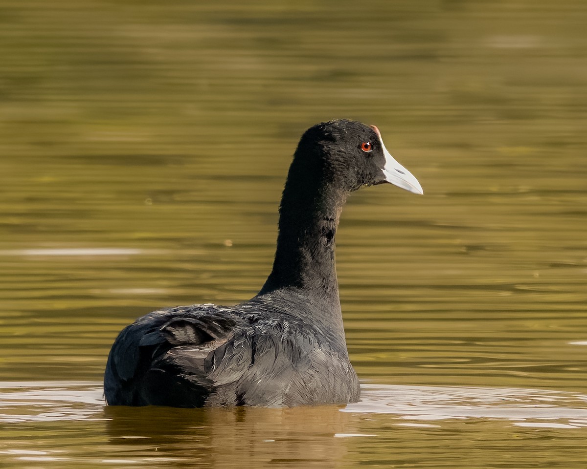 lyska hřebenatá - ML573032521