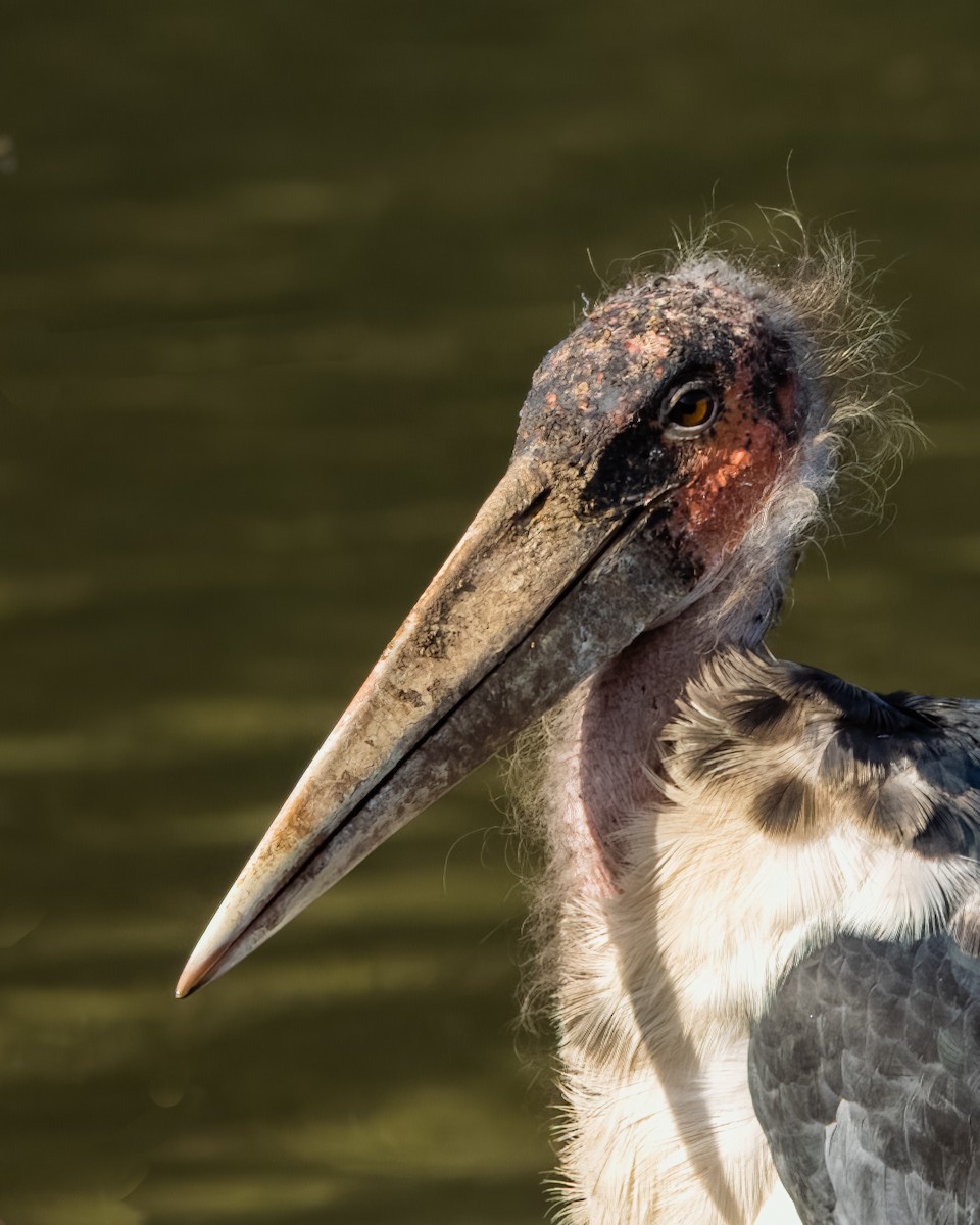 Marabou Stork - ML573032731