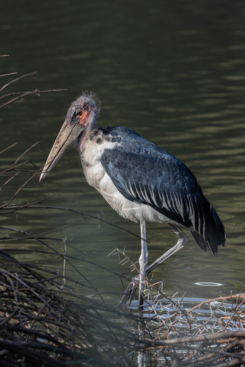 Marabou Stork - Sura A