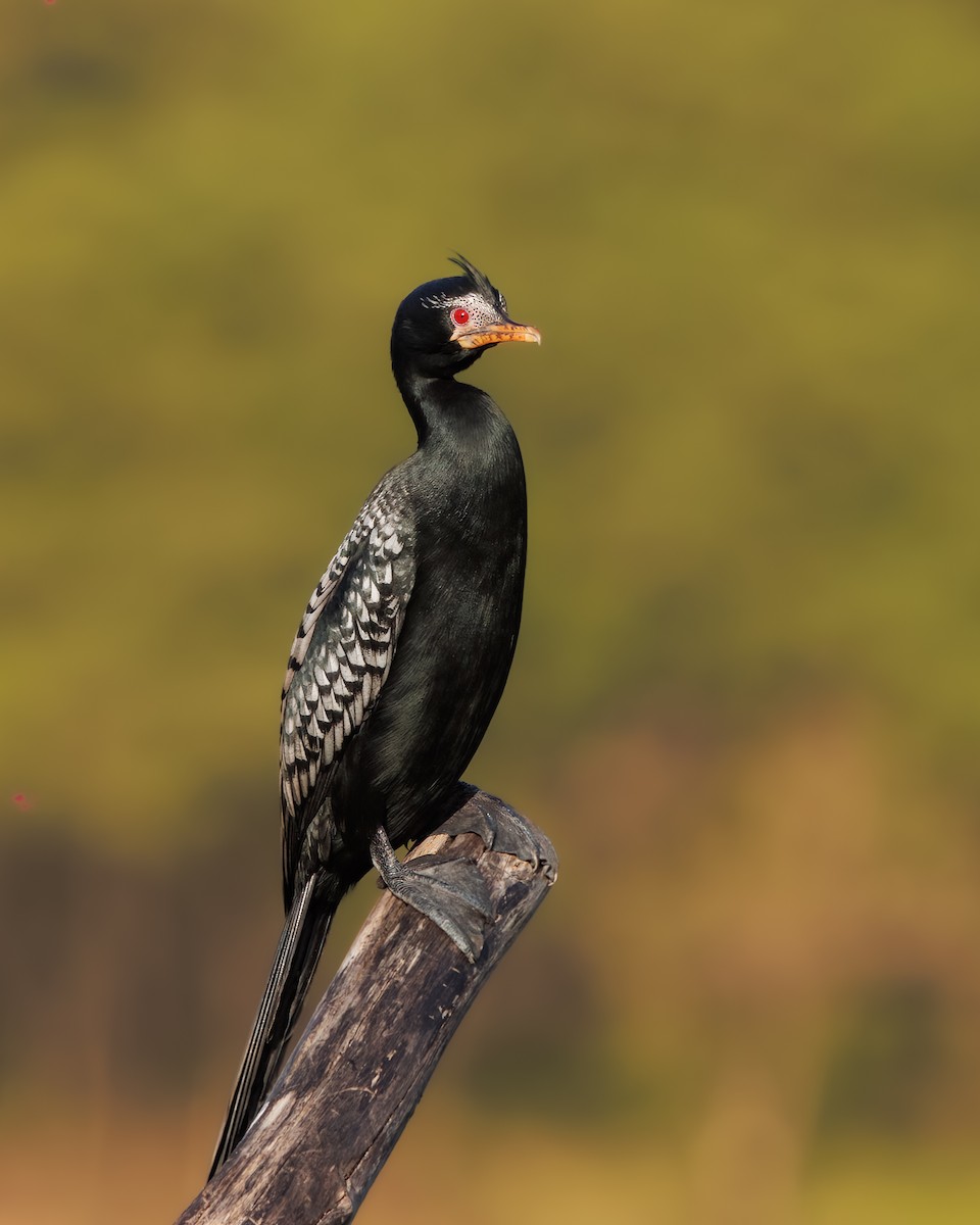 Long-tailed Cormorant - Sura A