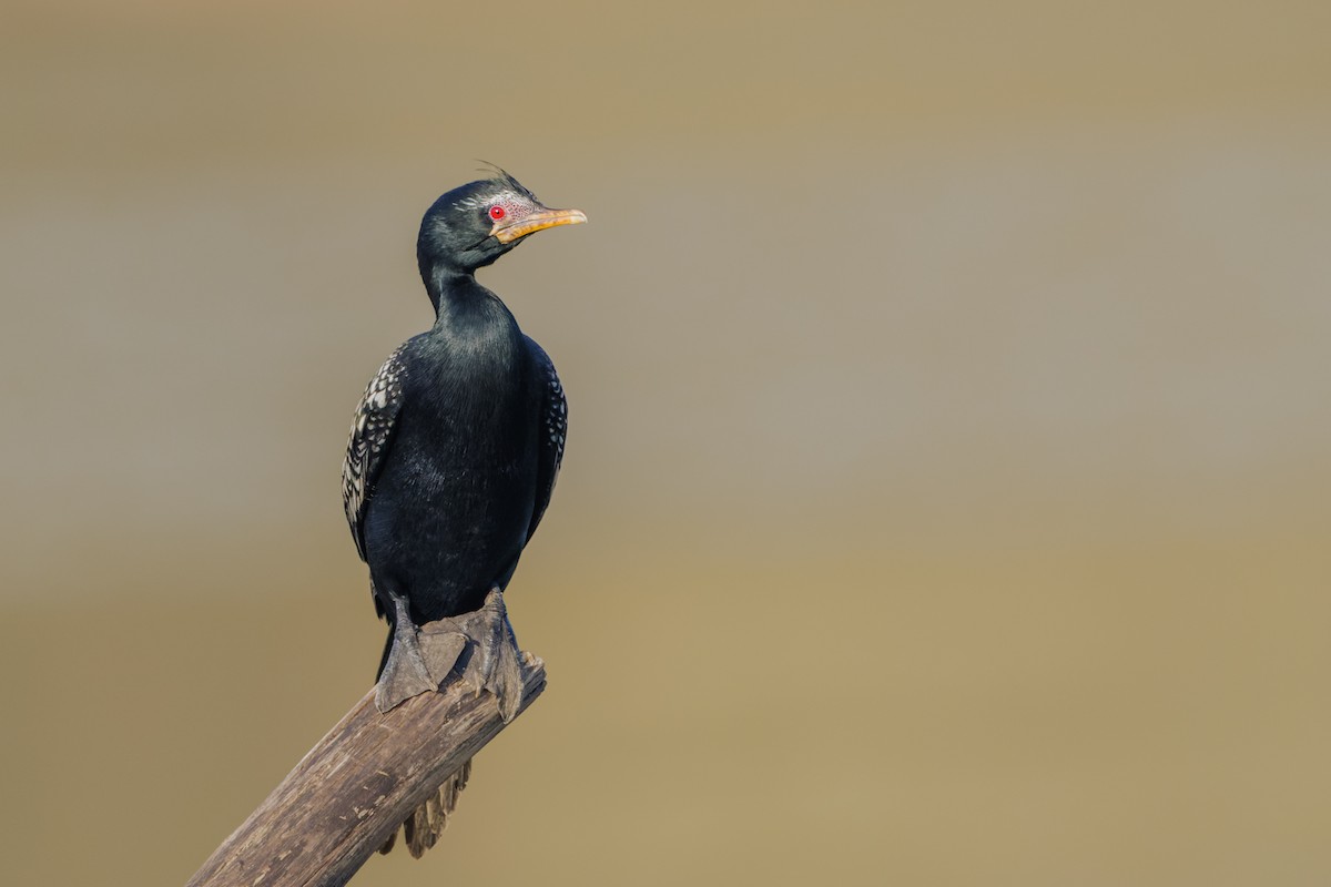 Long-tailed Cormorant - Sura A