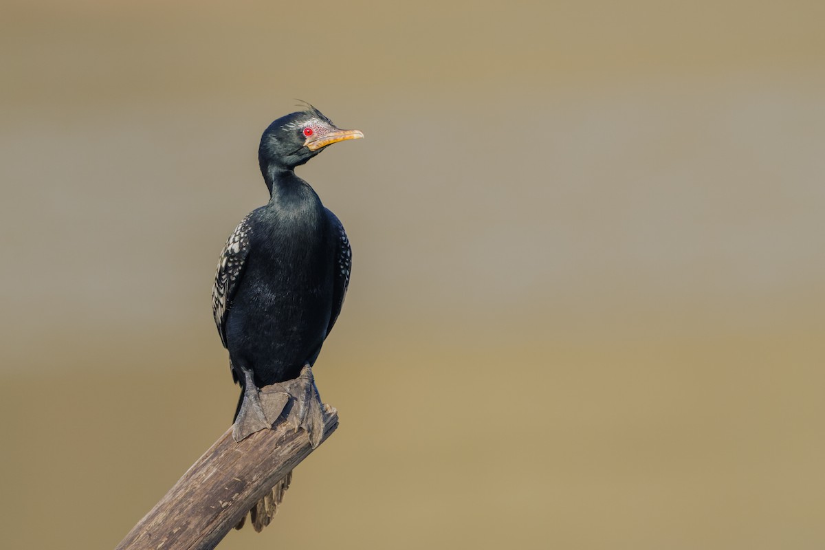 Cormorán Africano - ML573032951