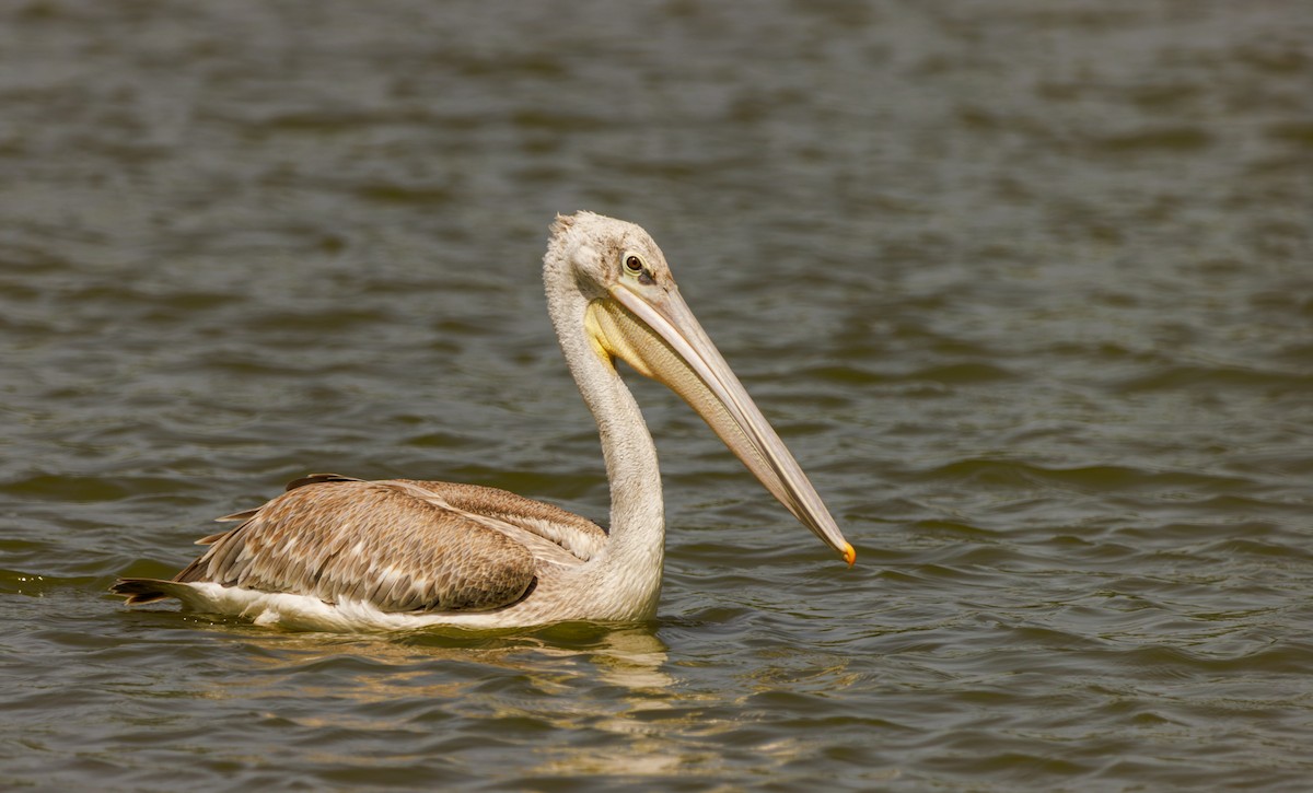 Pink-backed Pelican - Sura A