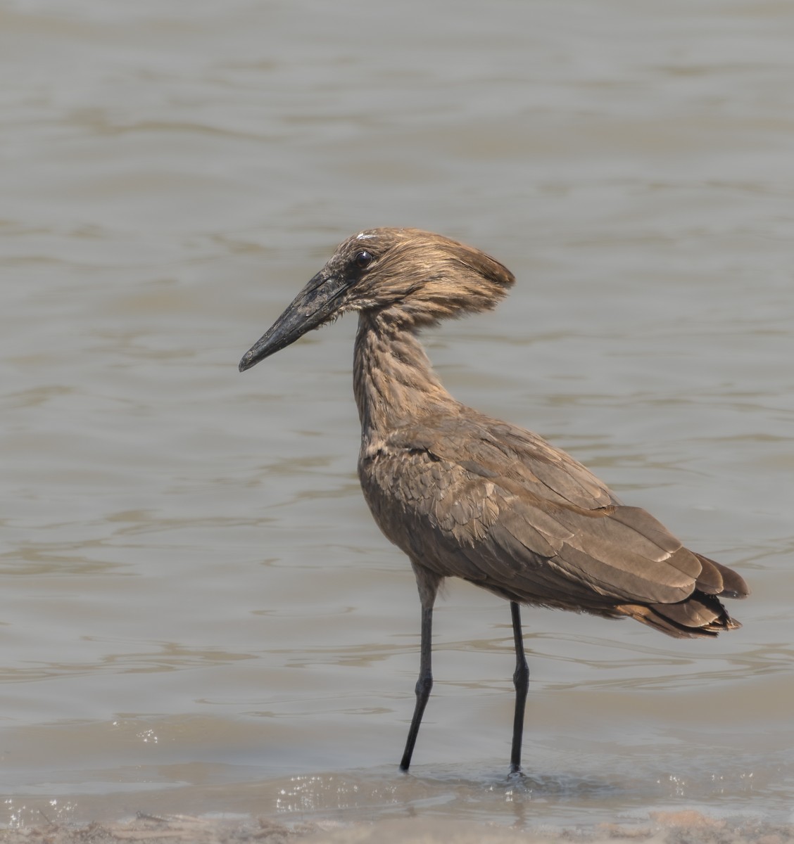 Hamerkop - ML573033221