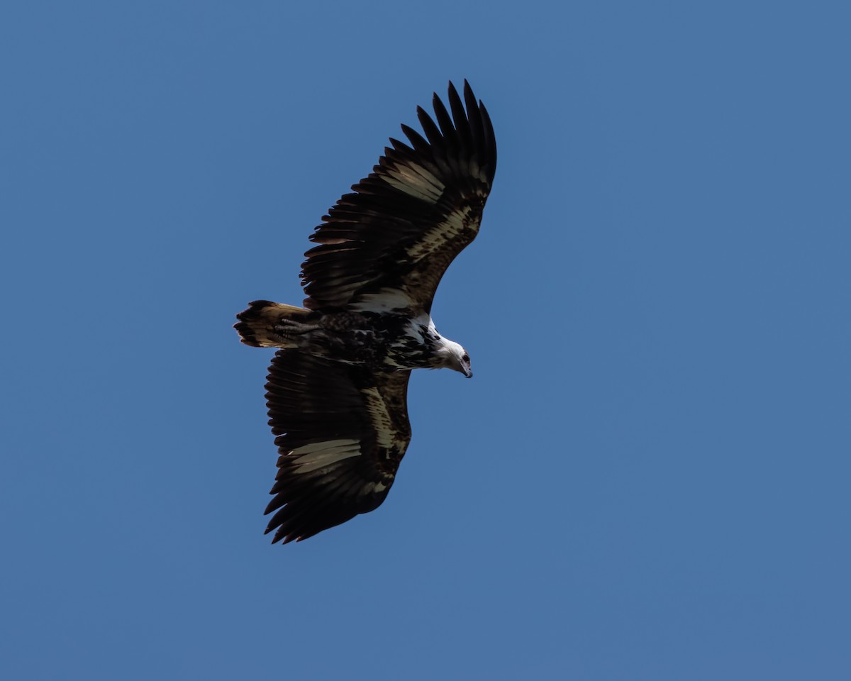 African Fish-Eagle - Sura A