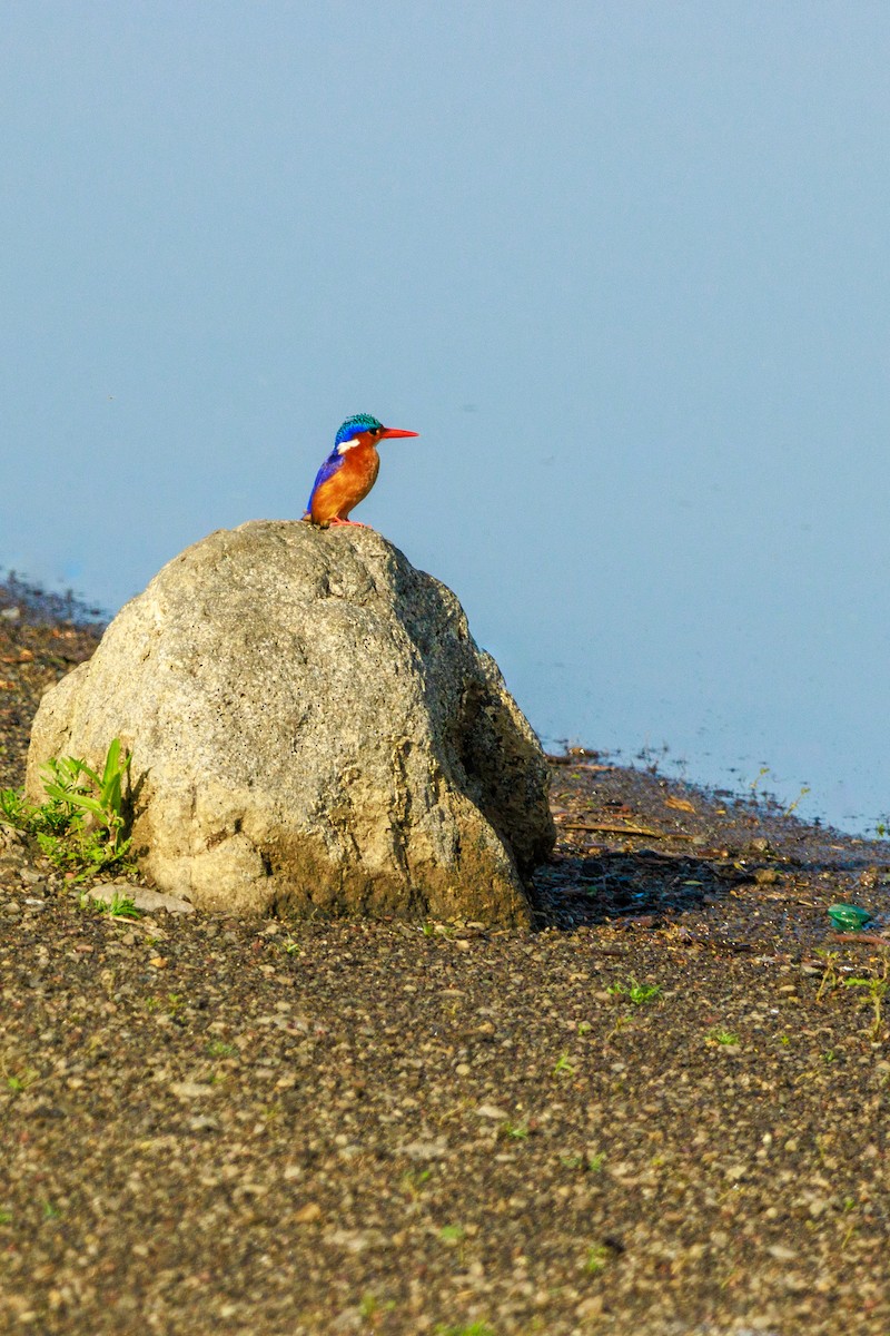 Malachite Kingfisher - ML573033421