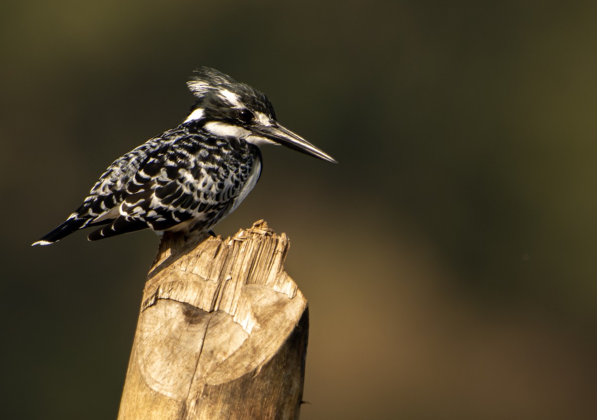 Pied Kingfisher - Sura A