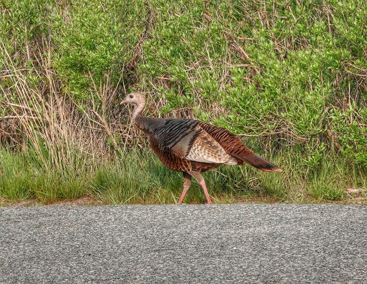 Wild Turkey - Jim Carroll