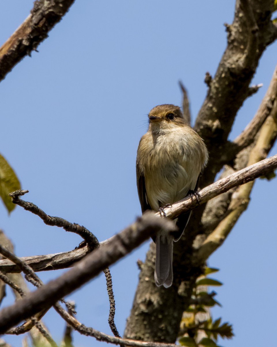 Curruca Parda - ML573033591