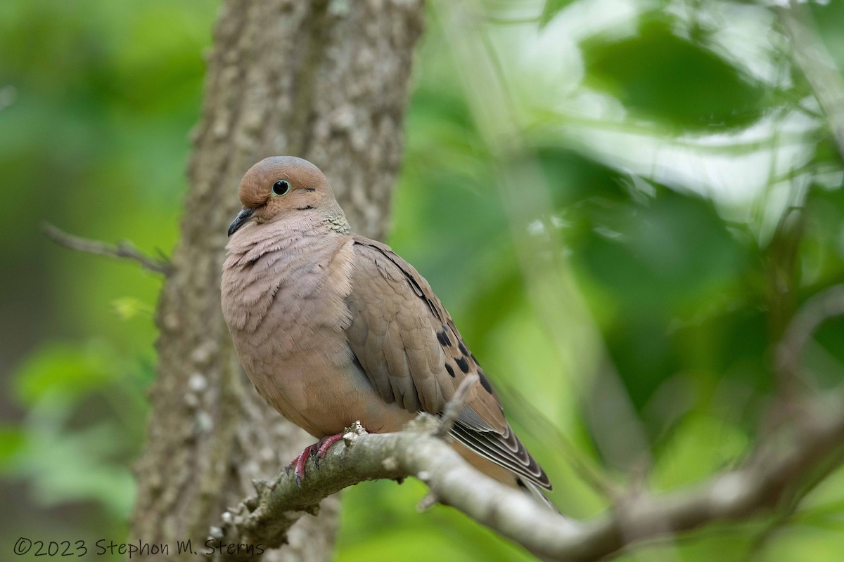 Mourning Dove - ML573033851