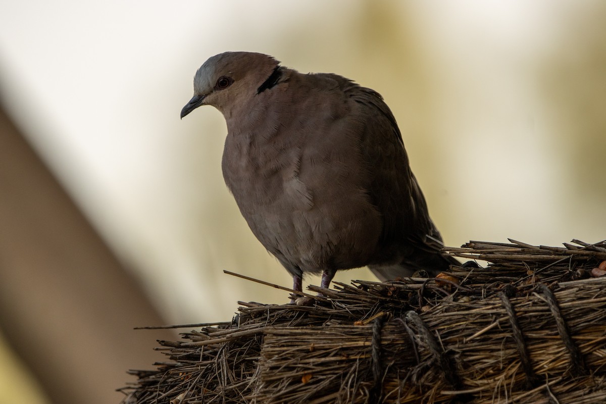 Mourning Collared-Dove - Sura A