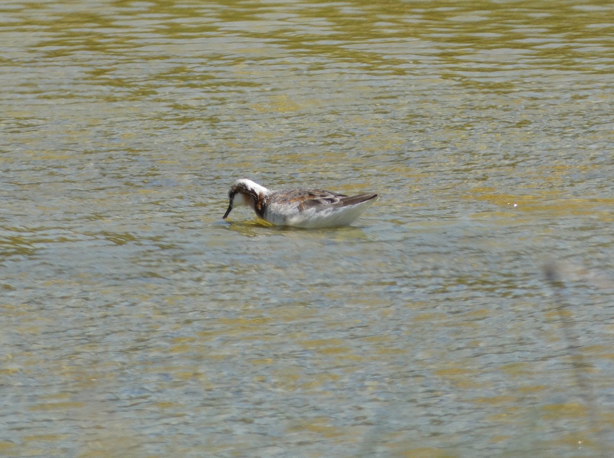 Wilson's Phalarope - ML573035601