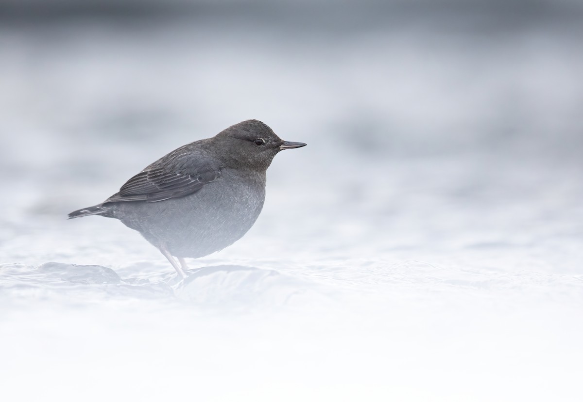 American Dipper - ML573036521