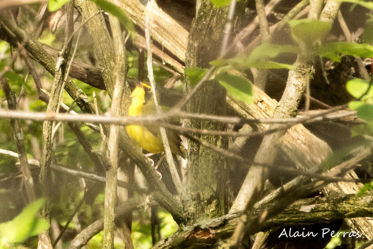 Kentucky Warbler - ML573036841