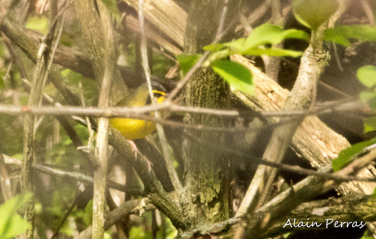 Kentucky Warbler - ML573036851