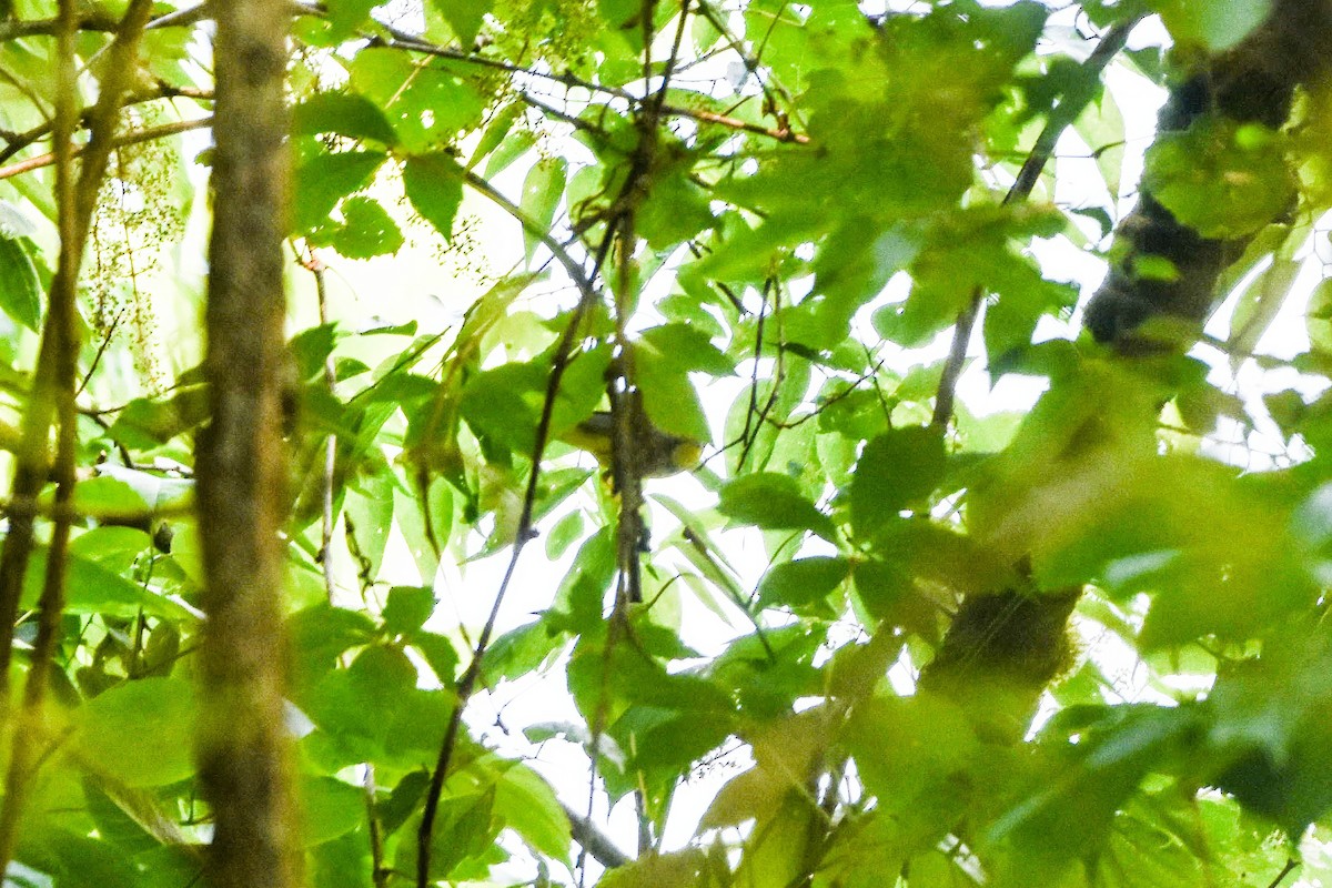 Canada Warbler - ML573037621